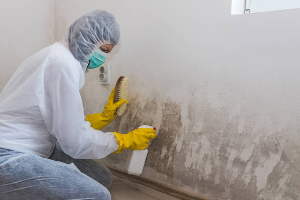 Best Residential Mold Removal  in Kitty Hawk, NC