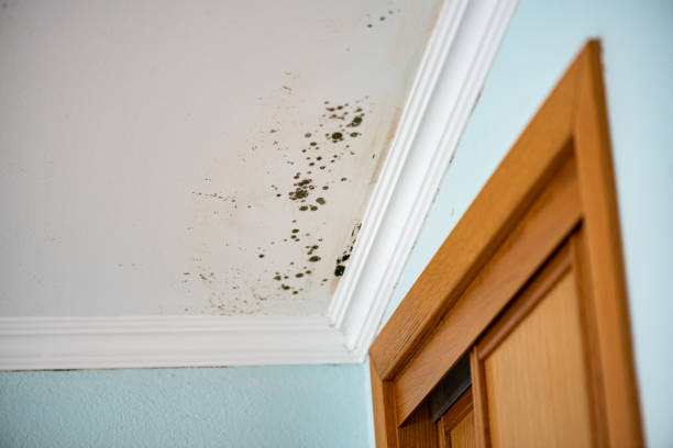 Best Mold Remediation  in Kitty Hawk, NC