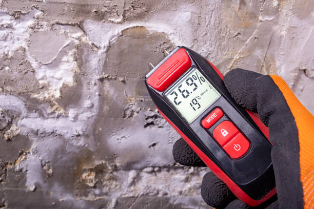 Best Local Mold Removal Service  in Kitty Hawk, NC