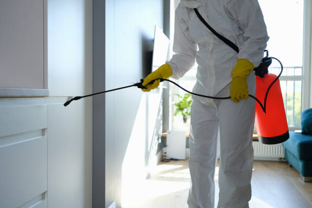 Best Attic Mold Removal  in Kitty Hawk, NC