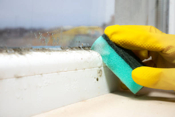 Certified Mold Removal in Kitty Hawk, NC
