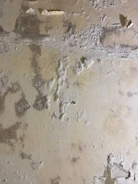 Reliable Kitty Hawk, NC Mold Removal Solutions