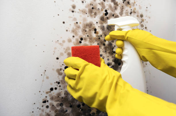 Mold Removal Process in Kitty Hawk, NC