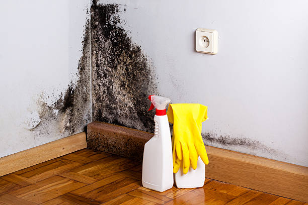 Best Office Mold Removal Services  in Kitty Hawk, NC