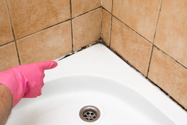 Office Mold Removal Services in Kitty Hawk, NC